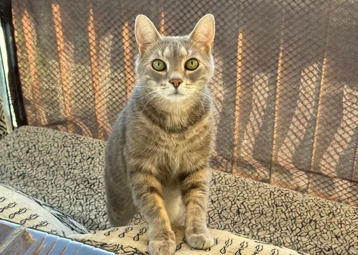 Pansiyon Chocisza Moonsky