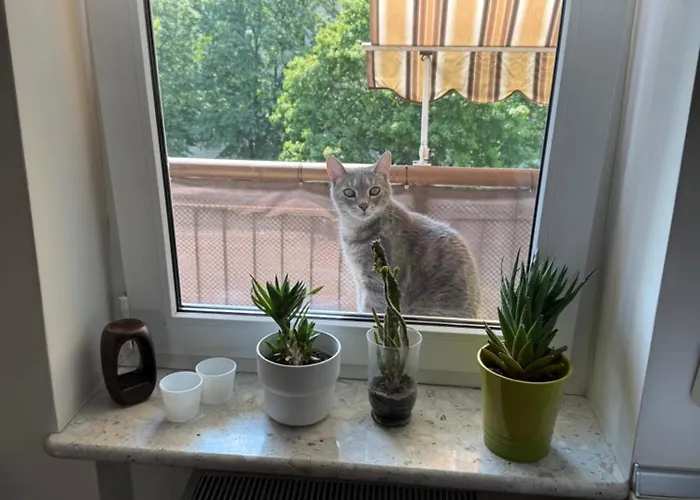 Chocisza Moonsky Poznan